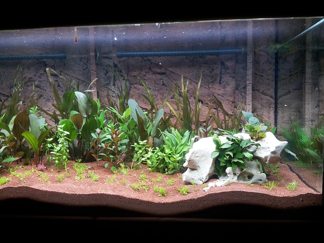akvárium a vodní rostliny